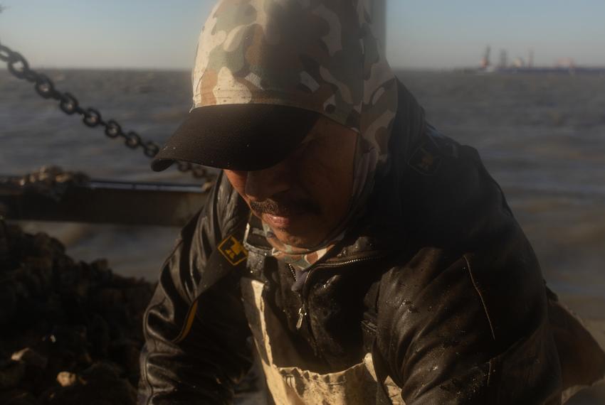 Manuel Perez culls through oysters, seperating them from rock and shells, on the first day of the oyster harvesting season, on Nov. 1, 2023, in Trinity Bay.