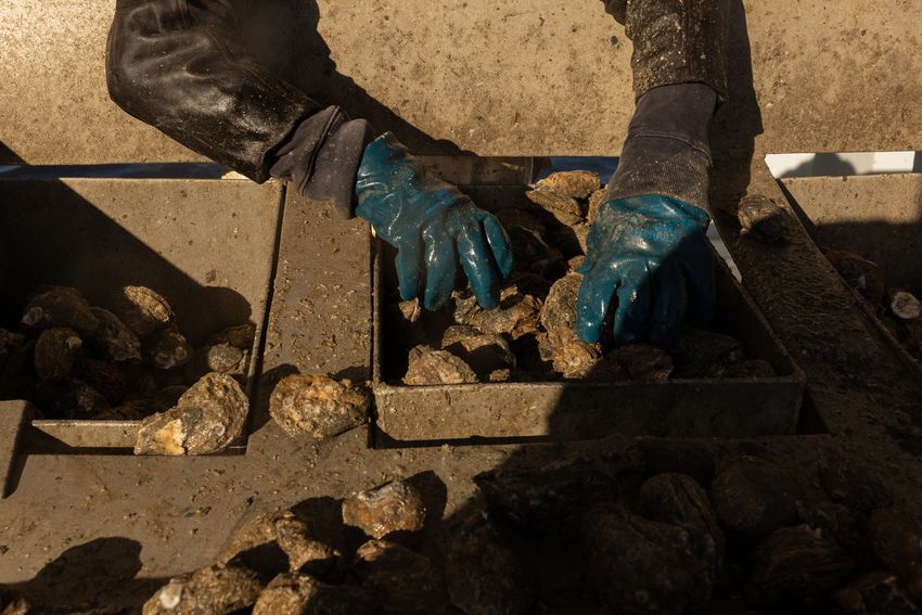 Manuel Perez prepares to bag culled-through oysters during a harvesting expedition in Trinity Bay on the first day of the oyster harvesting season, Nov. 1, 2023.